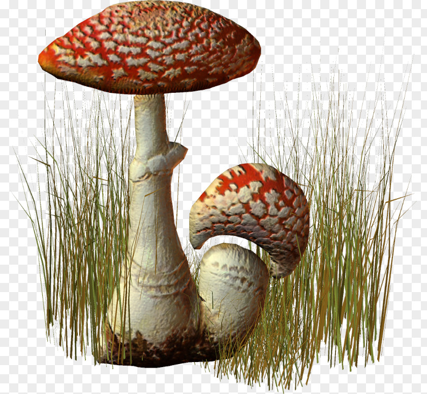 Shiitake Russula Integra Mushroom Cartoon PNG