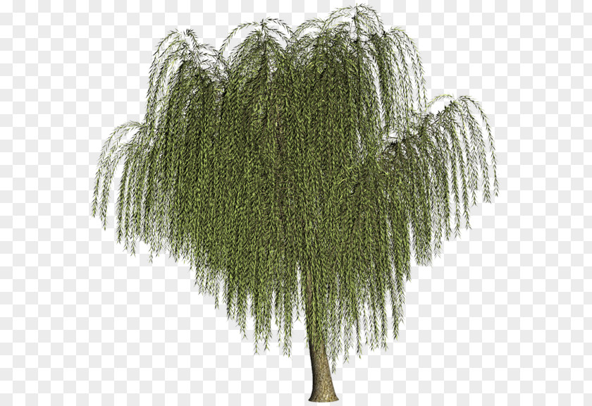 Tree Willow Branch Clip Art PNG