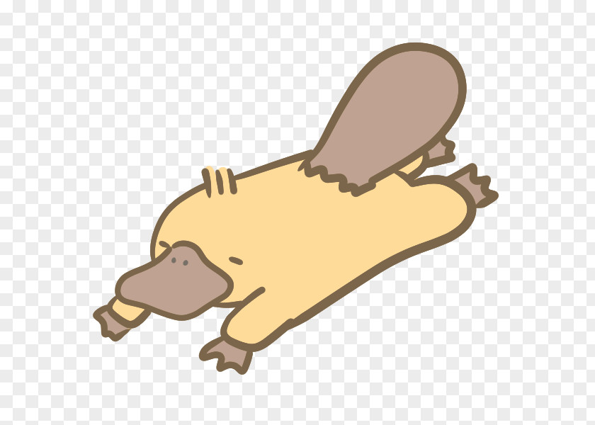 46 Platypus Canidae Microsoft Office 365 もこもこもこ Child PNG