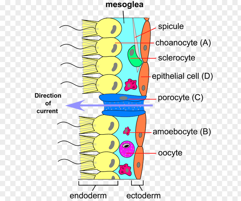 Hawaii Sponge Choanocyte Cell Porocyte Epithelium PNG