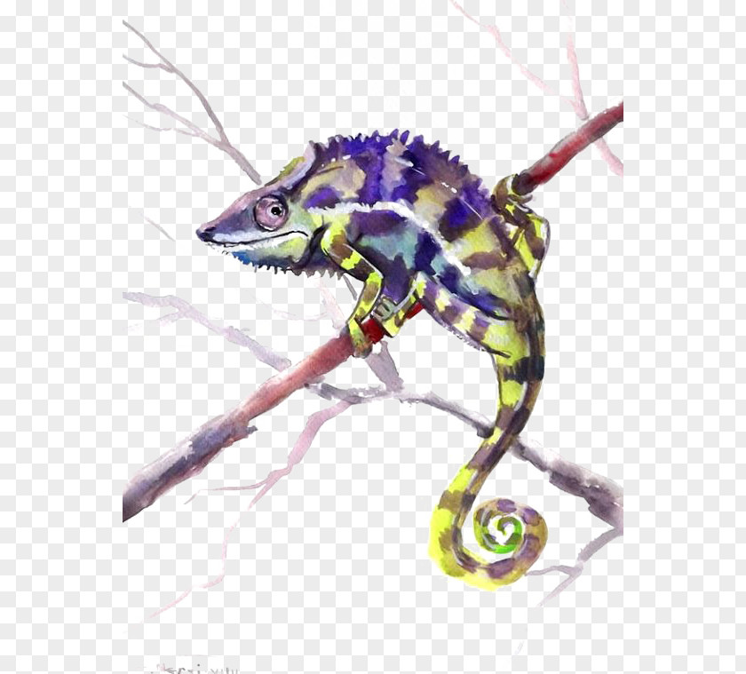 Lizard Chameleons Reptile Watercolor Painting Common Iguanas PNG