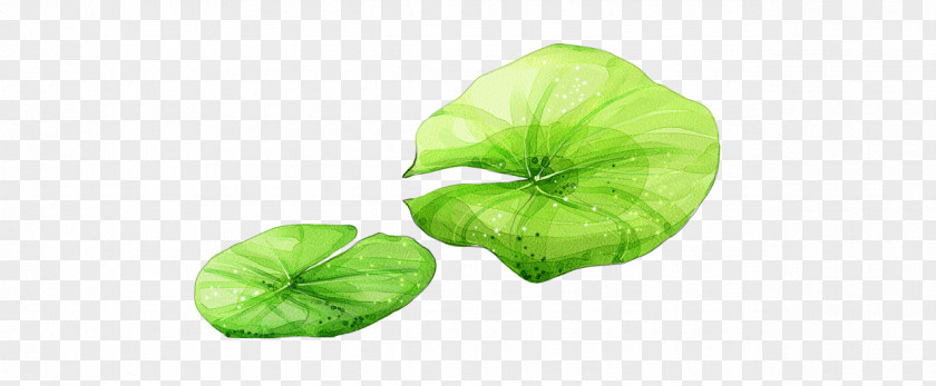 Lotus Leaf Nelumbo Nucifera Effect PNG
