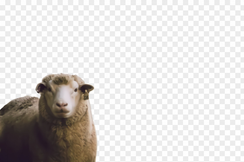 Wildlife Goat Eid Al Adha Sheep PNG
