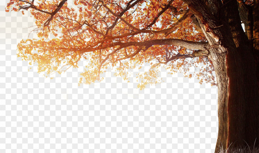 Winter Fall Tree Autumn 4K Resolution 1080p Wallpaper PNG