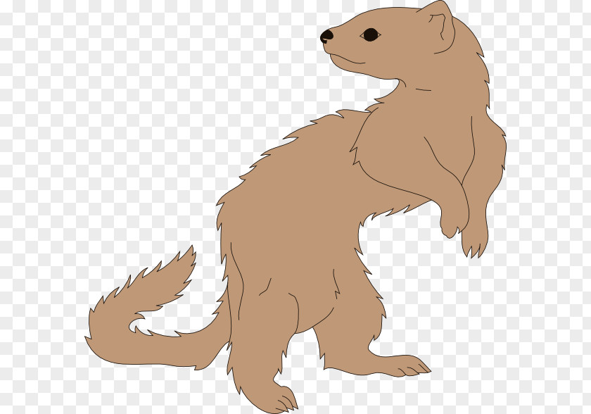 Ferret Mustela Clip Art PNG