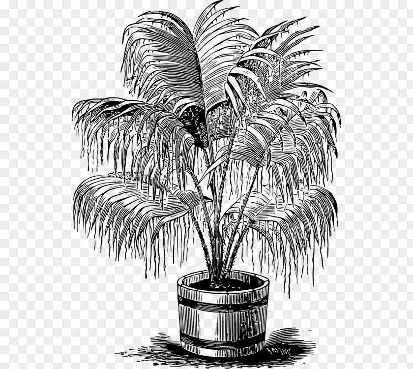 Palm Sunday Monochrome Photography Drawing Trees Clip Art Black And White PNG