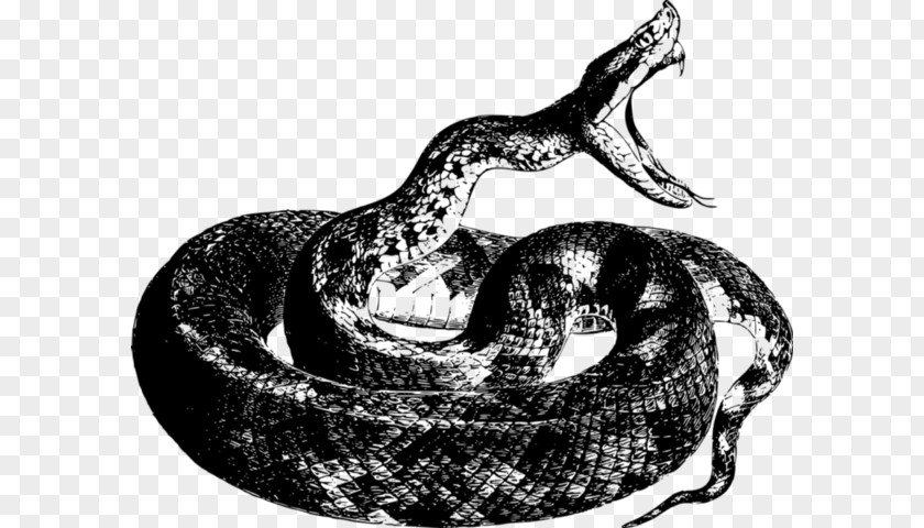 Snake Python Snakes Vipers Reptile Green Anaconda Drawing PNG