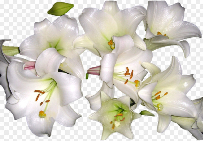 Flower Cut Flowers Floral Design Art Madonna Lily PNG
