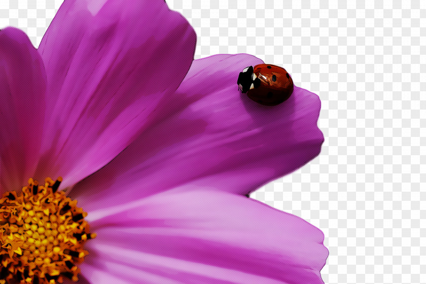 Garden Cosmos Nectar Insect Close-up Computer PNG