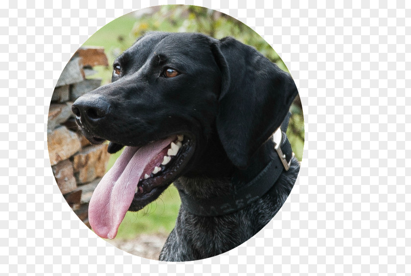 Highland Canine Training Tampa Clearwater Labrador Retriever Plott Hound Dog Breed Snout PNG