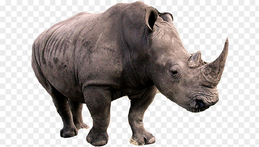 Southern White Rhinoceros Black Poaching Horn Indian PNG