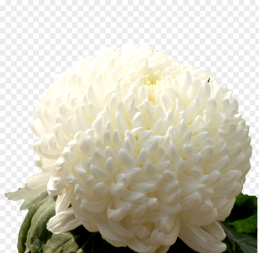 White Chrysanthemum Material Xd7grandiflorum Google Images Designer Cut Flowers PNG