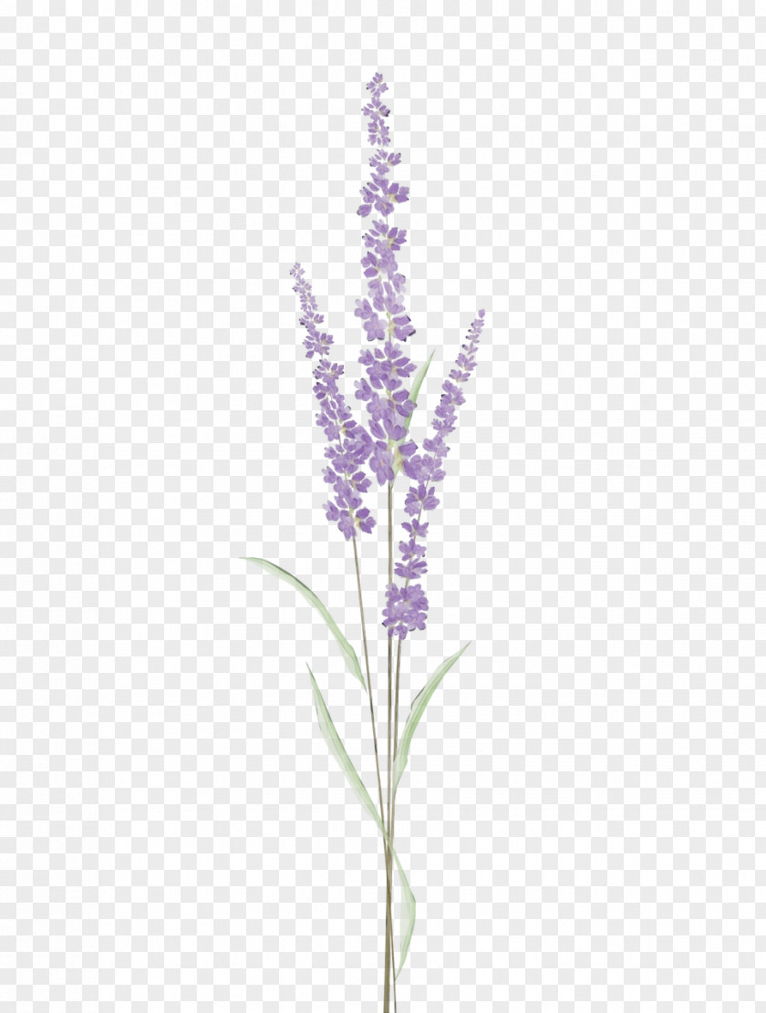 Delphinium English Lavender PNG