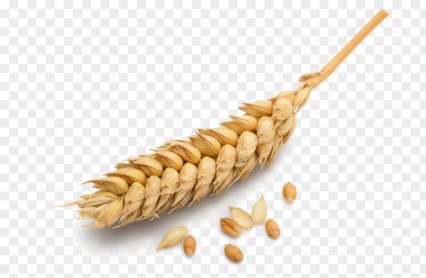 Ear Wheat Barley Cereal PNG