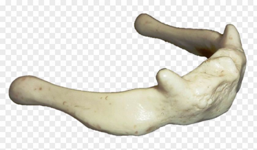 Flat Irregular Shape Bone Jaw Figurine Finger H&M PNG