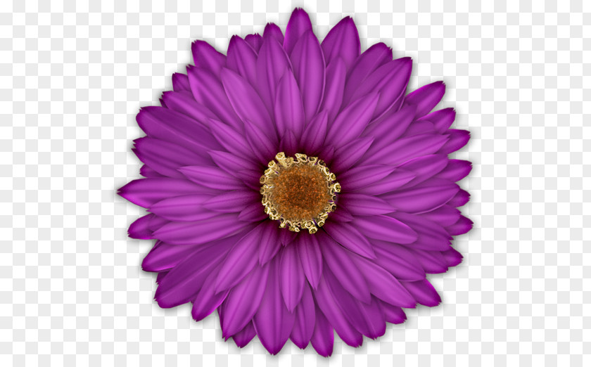Flower Common Daisy Blue Transvaal Clip Art PNG