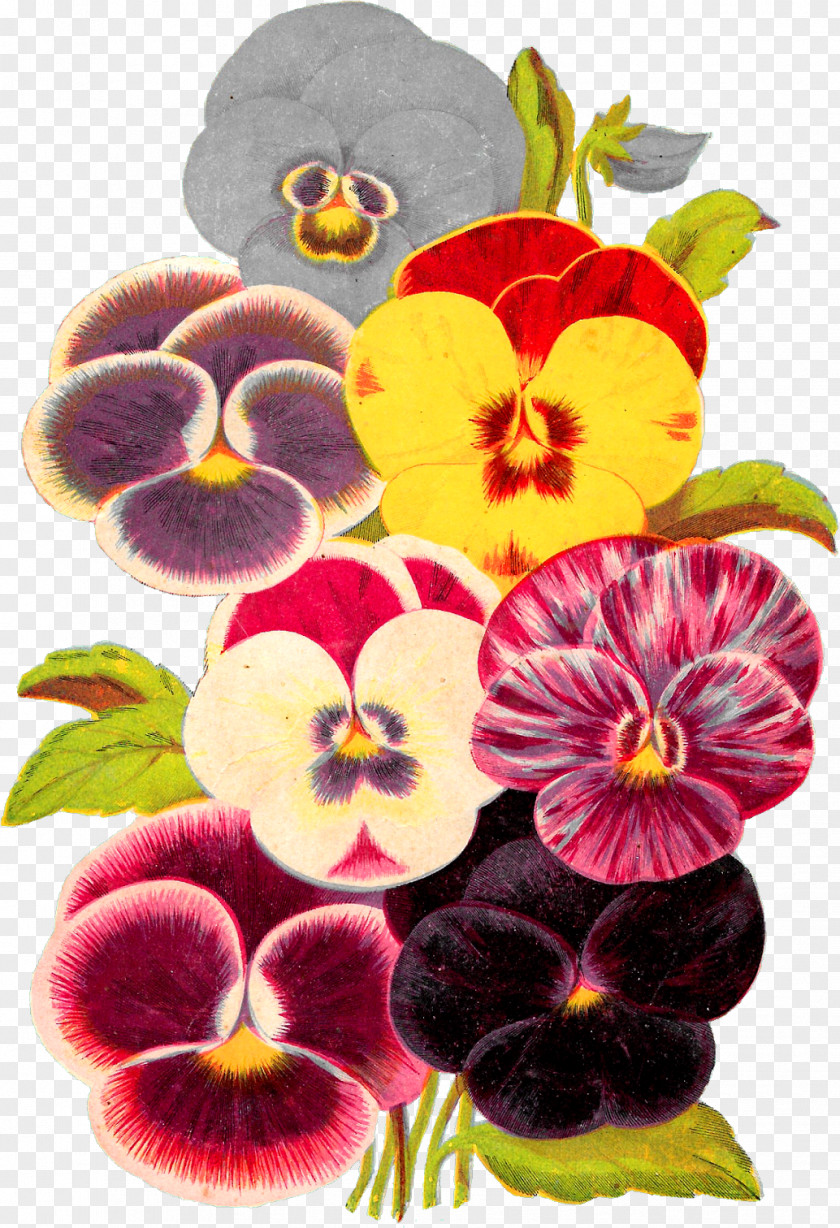 Flower Wild Pansy Plant Petal PNG