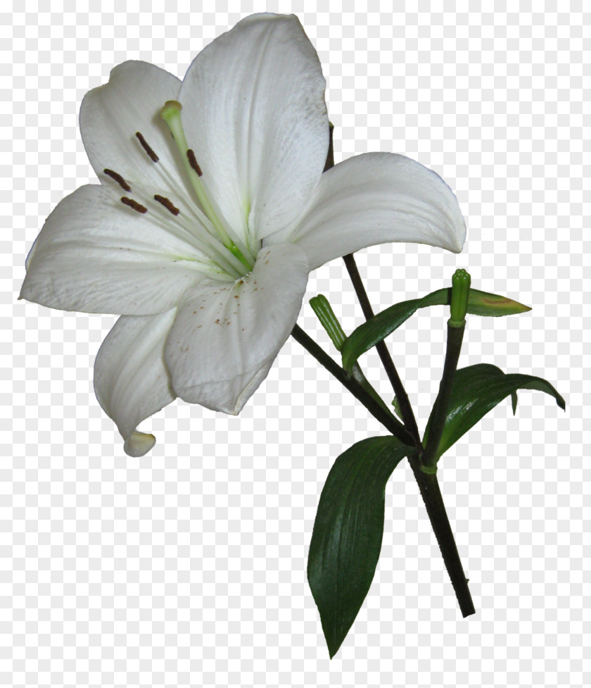 Lily Easter Lilium Candidum Arum-lily Garden Lilies Clip Art PNG