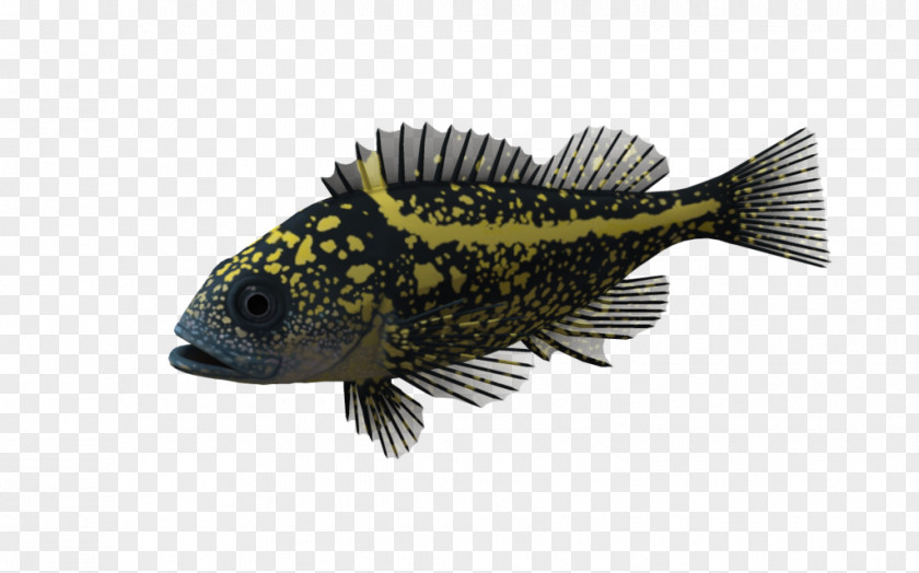 Ocean Fisherman Desktop Wallpaper 淡水觀賞魚 Image Fish PNG