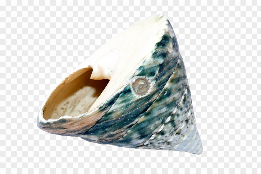 Seashell Shore Beach Sand PNG