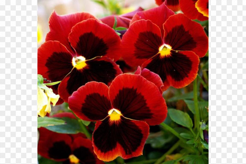Flower Wild Pansy Love Edible Plant PNG