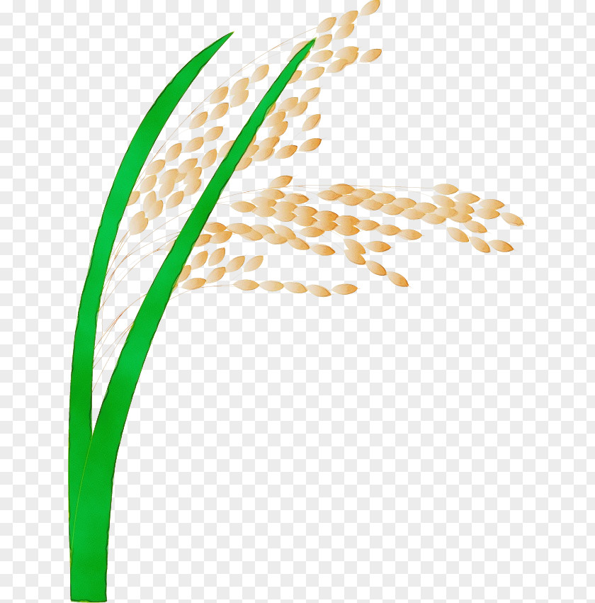 Food Grain Plant Watercolor PNG