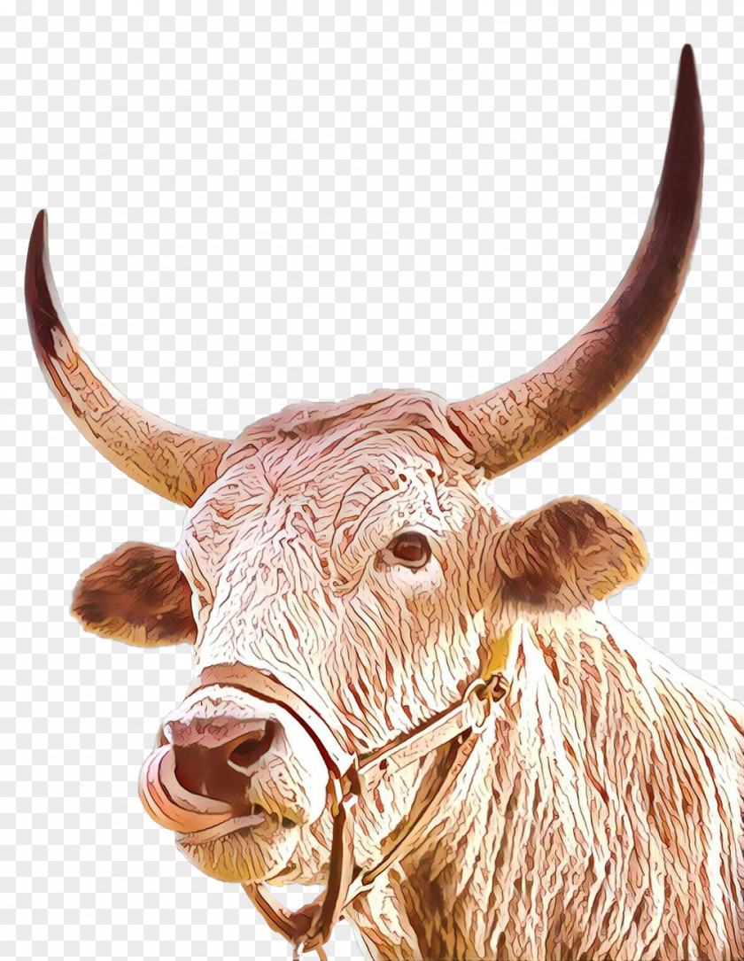 Horn Bovine Ox Texas Longhorn Snout PNG