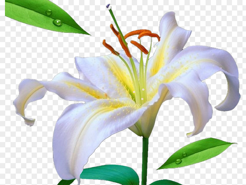Lily Lilium Flower Beach Rose PNG