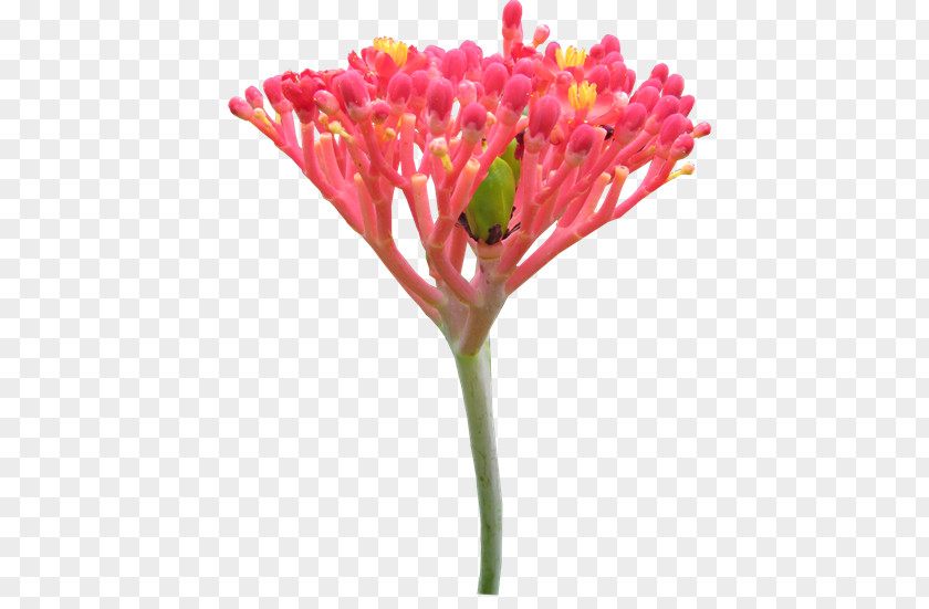 Ow Cut Flowers Bud Plant Stem Petal PNG