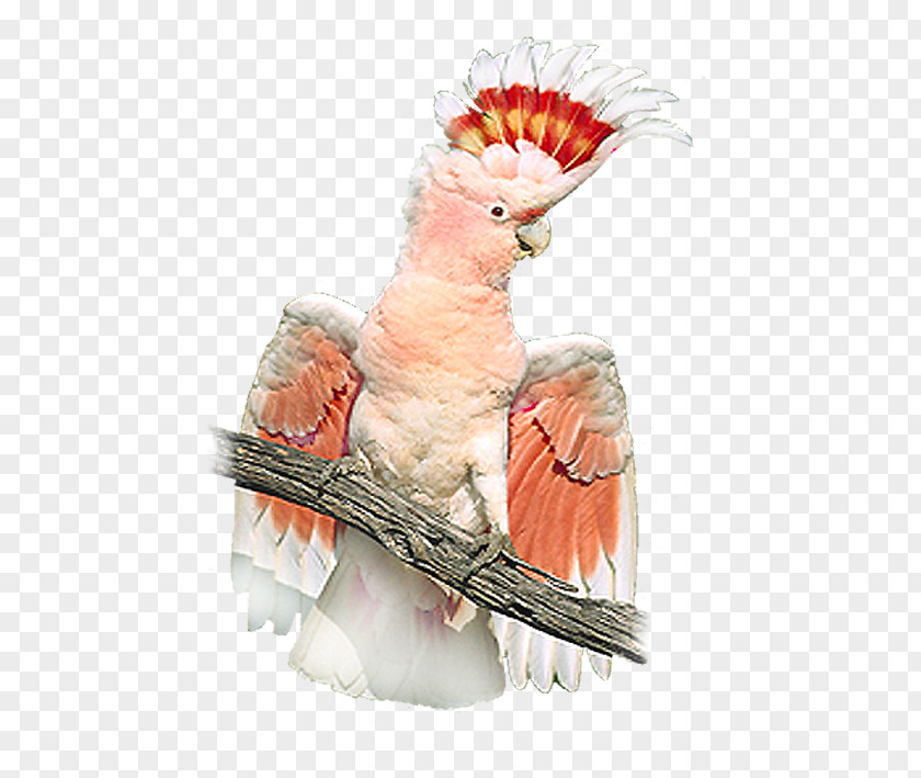 Bird Sulphur-crested Cockatoo Budgerigar Macaw PNG