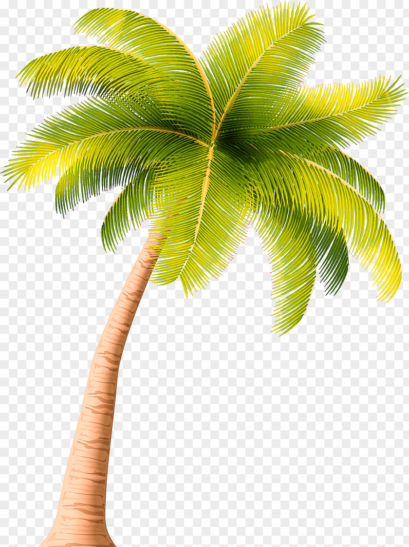 Elaeis Coconut Palm Tree PNG