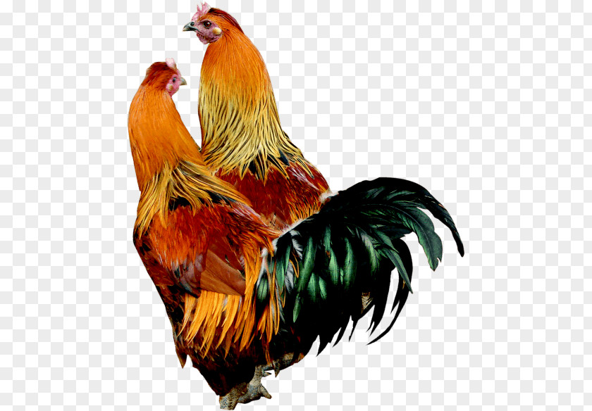 France Rooster 2018 Plymouth Rock Chicken Broiler Lohmann Brown PNG