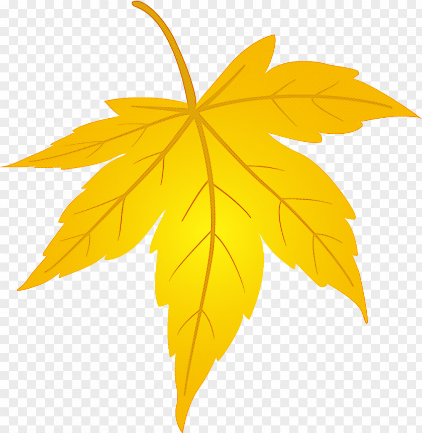 Maple Leaf Fallen Dead PNG