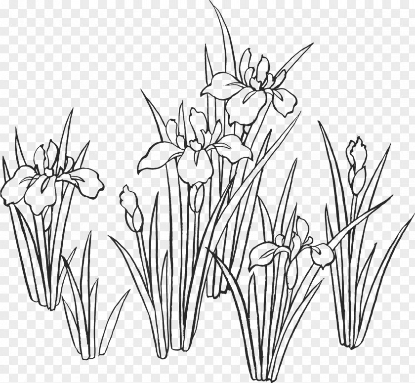 Painting Iris Sanguinea Drawing Sweet Flag Ensata Var. PNG