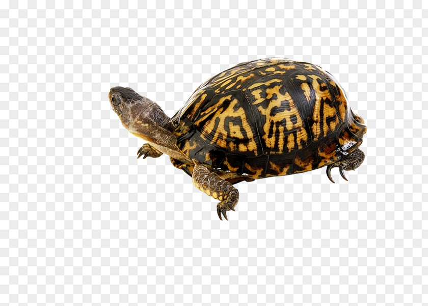 Rg Box Turtles Tortoise PhotoScape Sea Turtle PNG