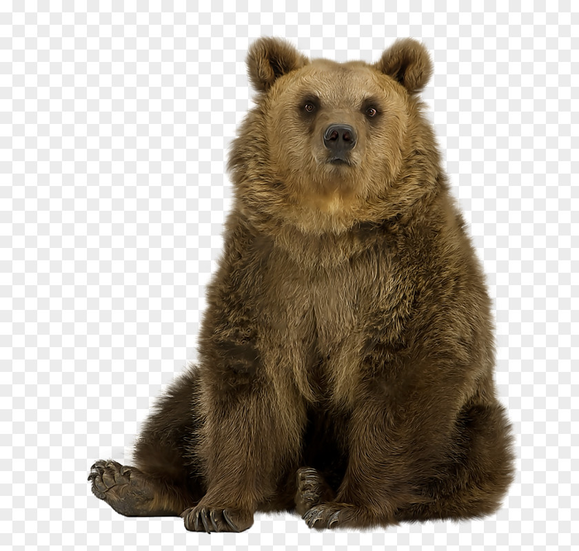 Sitting Brown Bear Polar Asian Black Eastern Stock Photography PNG