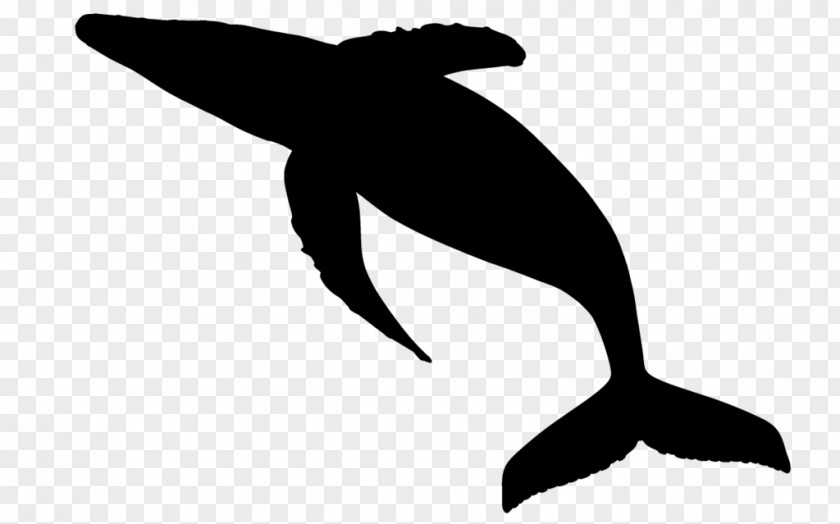 Tucuxi Dolphin Fauna Clip Art Beak PNG