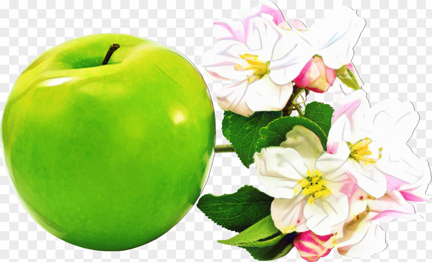 Rose Family Malus Green Flower PNG