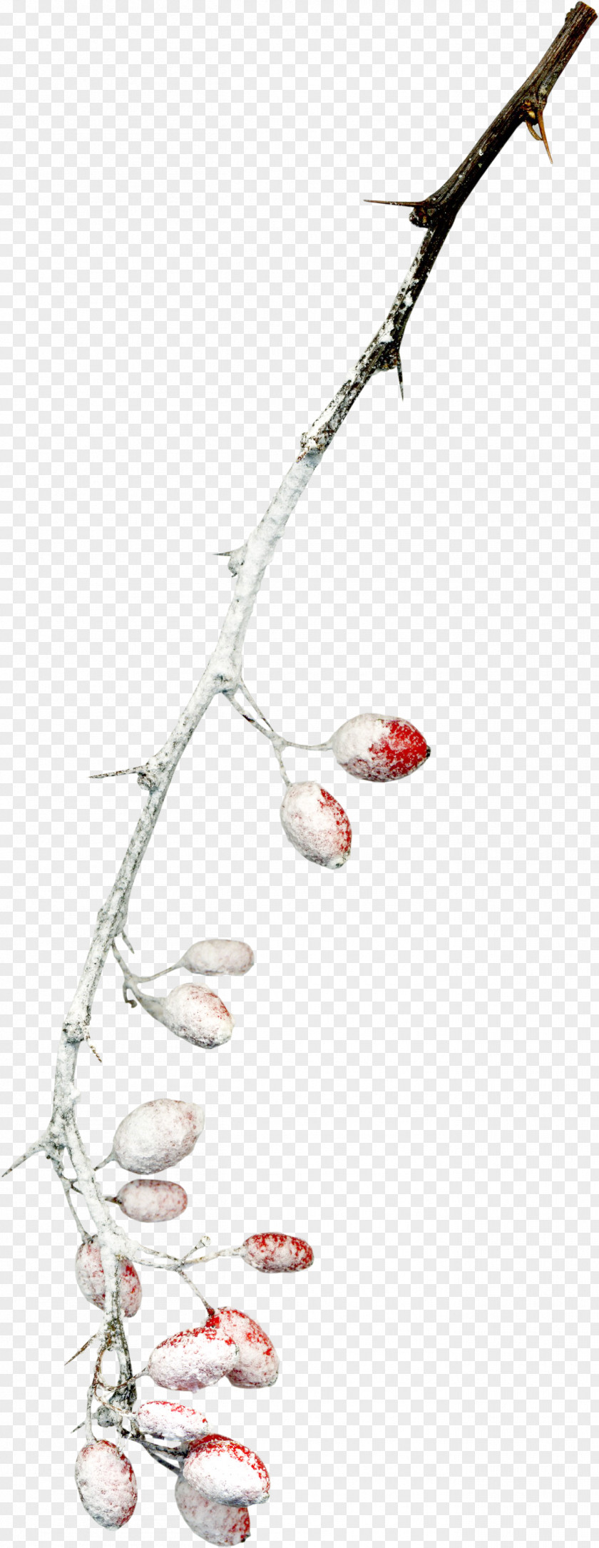 Snow-covered Branches Twig Branch Snow Tree PNG