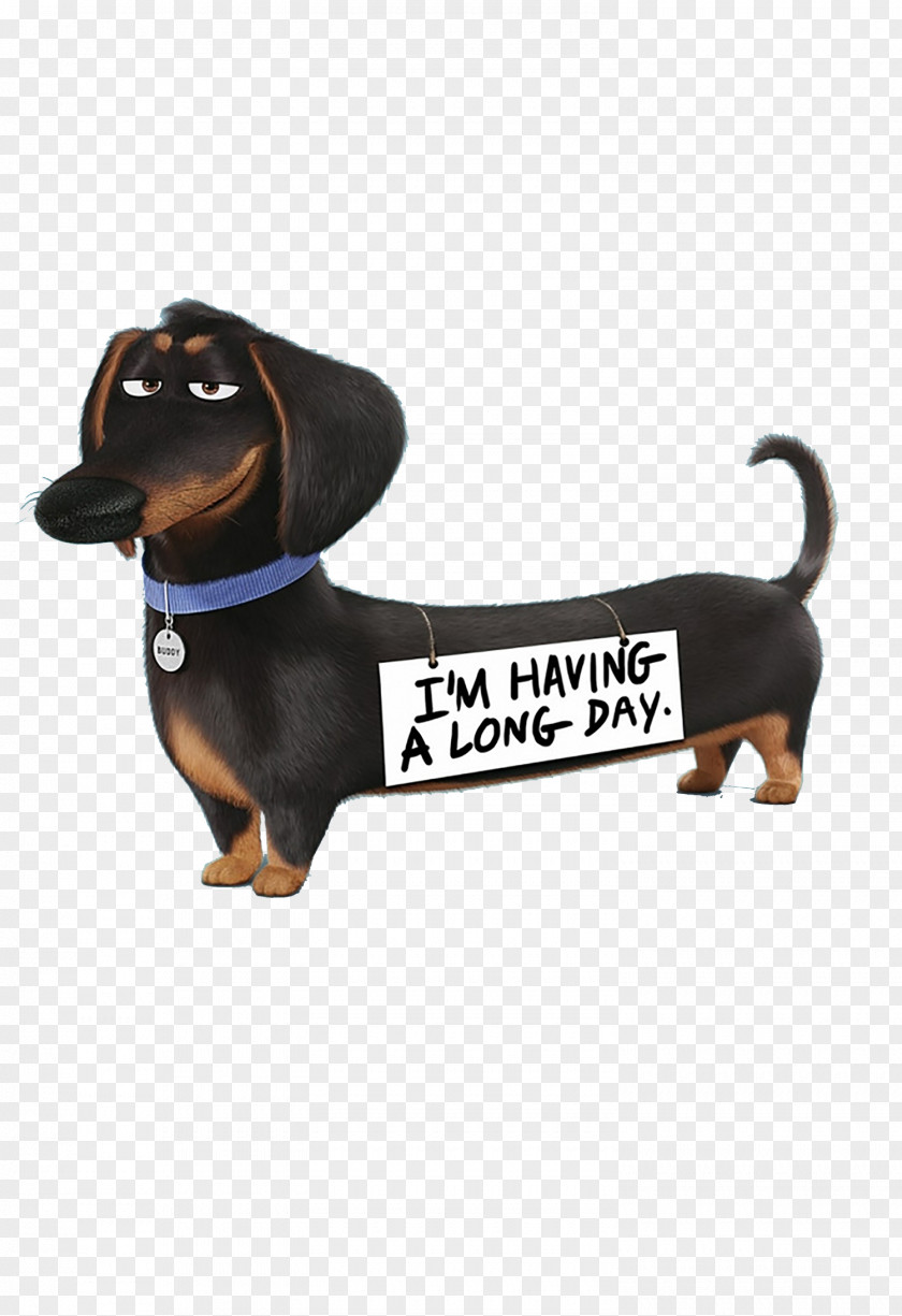 Dachshund PNG clipart PNG