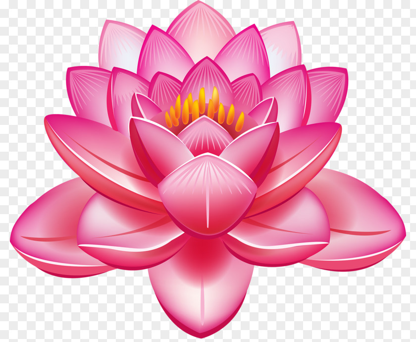 Lotus Nelumbo Nucifera Flower Clip Art PNG