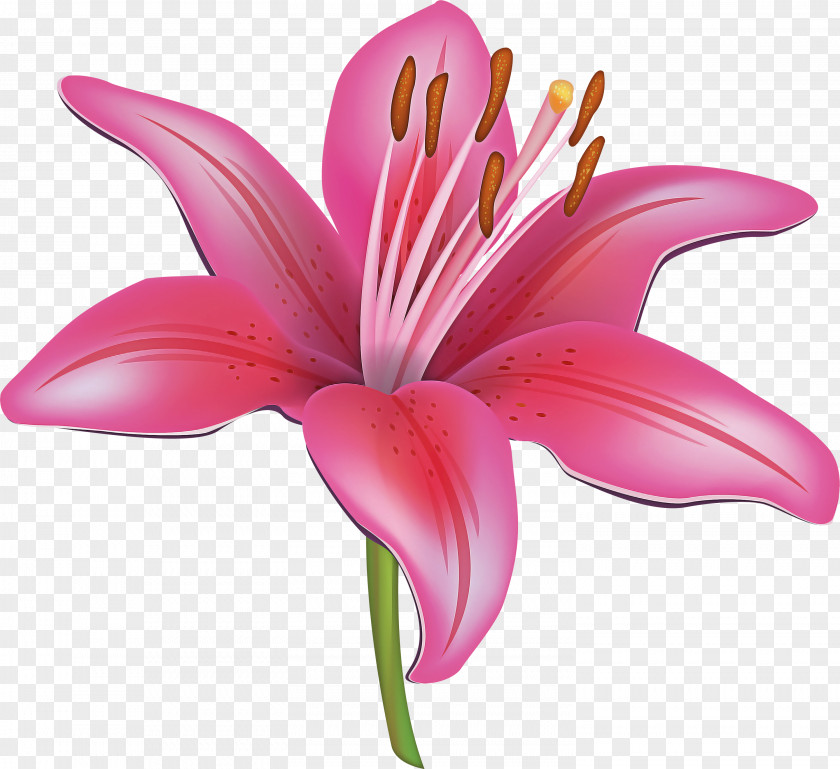 Daylily Lily Family Flowering Plant Petal Flower Pink PNG