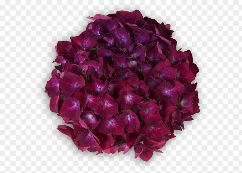Hortensia Violet Lilac Red Purple French Hydrangea PNG