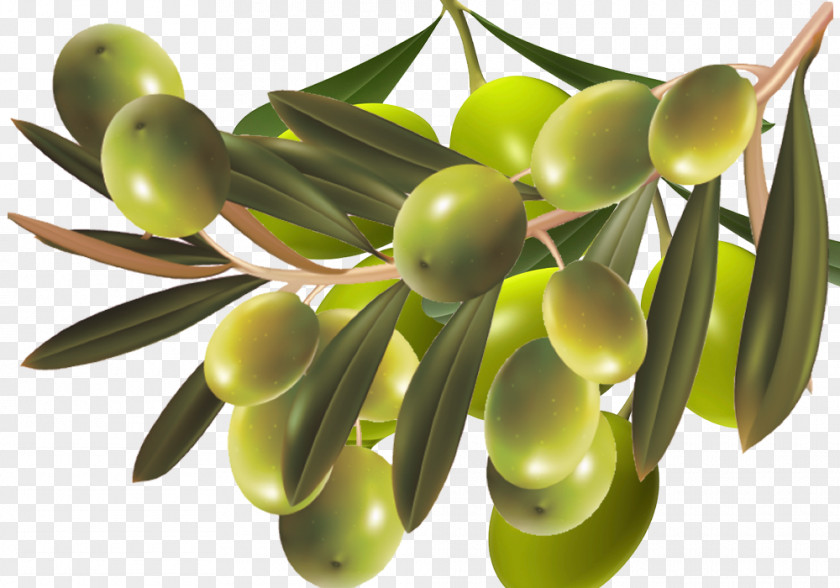Olive Nutrition Material Food PNG