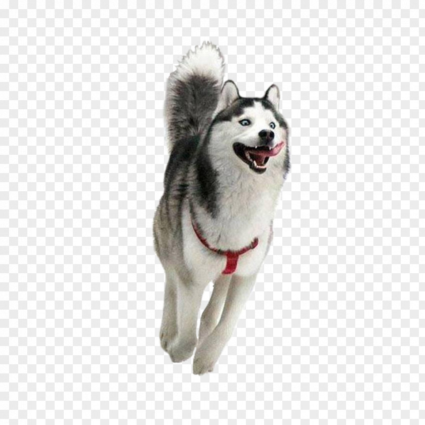 Siberian Husky Happiness Puppy Golden Retriever Smile PNG