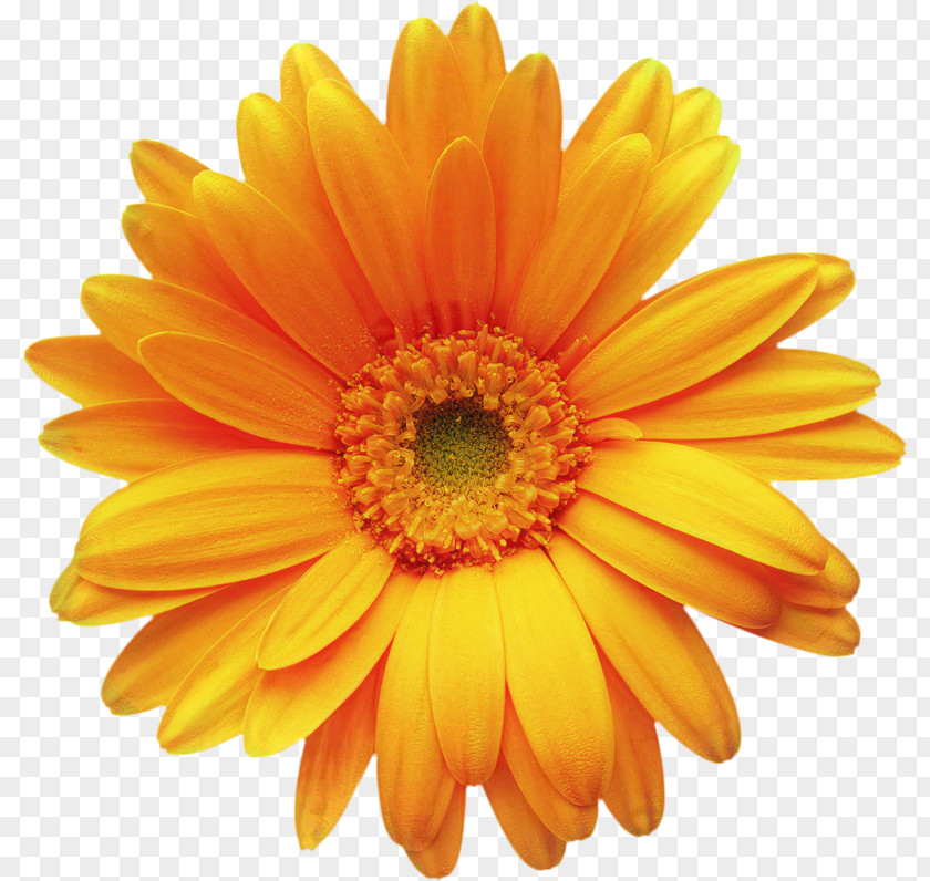 Stock Photography Transvaal Daisy Illustration Image PNG