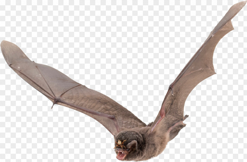 Bat Vampire Wing PNG