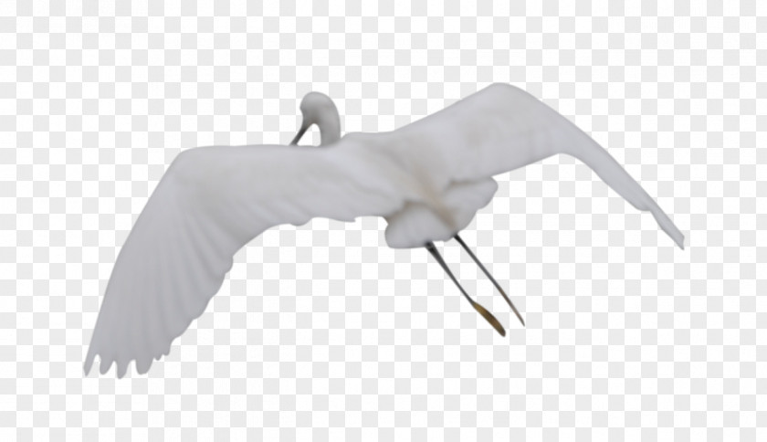 Flying Crane Bird PNG