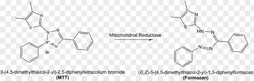 MTT Assay Formazan Nicotinamide Adenine Dinucleotide Phosphate Tetrazolium Chloride Qaytarilish PNG