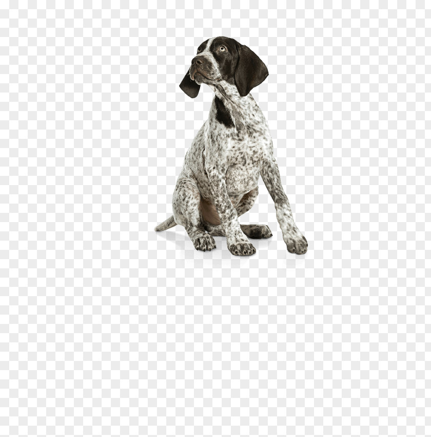 Puppy German Shorthaired Pointer Wirehaired Labrador Retriever Dog Breed PNG
